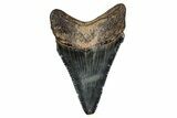 Serrated, Juvenile Megalodon Tooth - South Carolina #340465-1